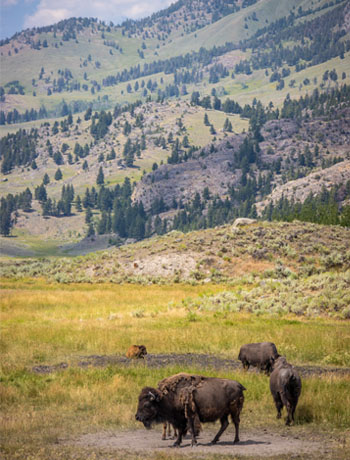 Day 292 – Yellowstone National Park