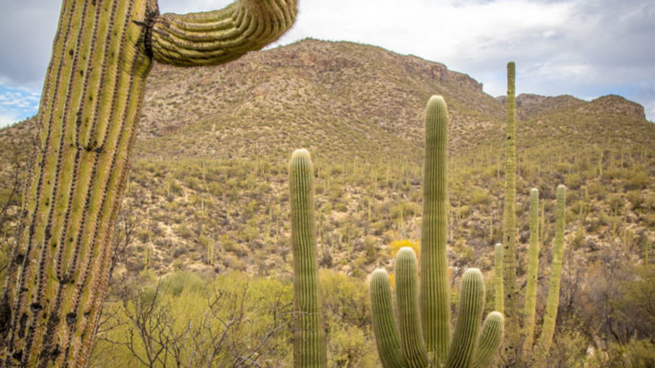 Fishhook Cactus DesertUSA