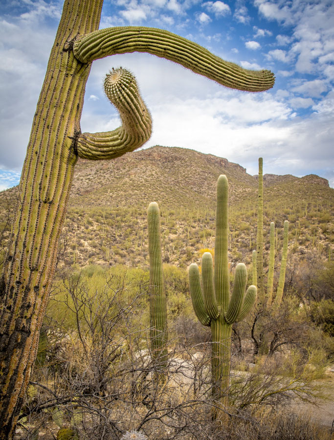 Day 444 – Tucson, AZ – Discovering the ancient saguaro cactus.